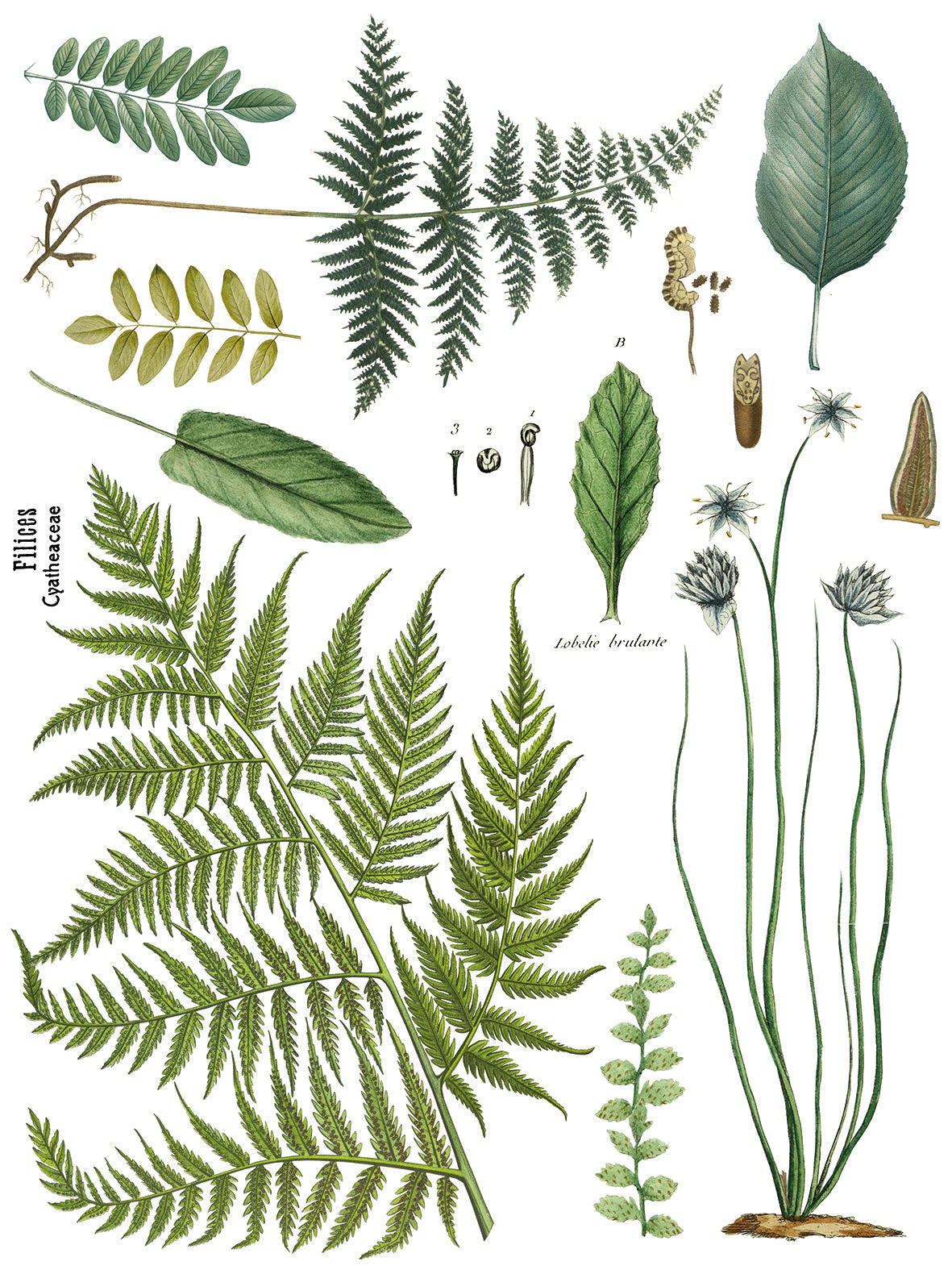 Fronds Botanical - IOD Transfer