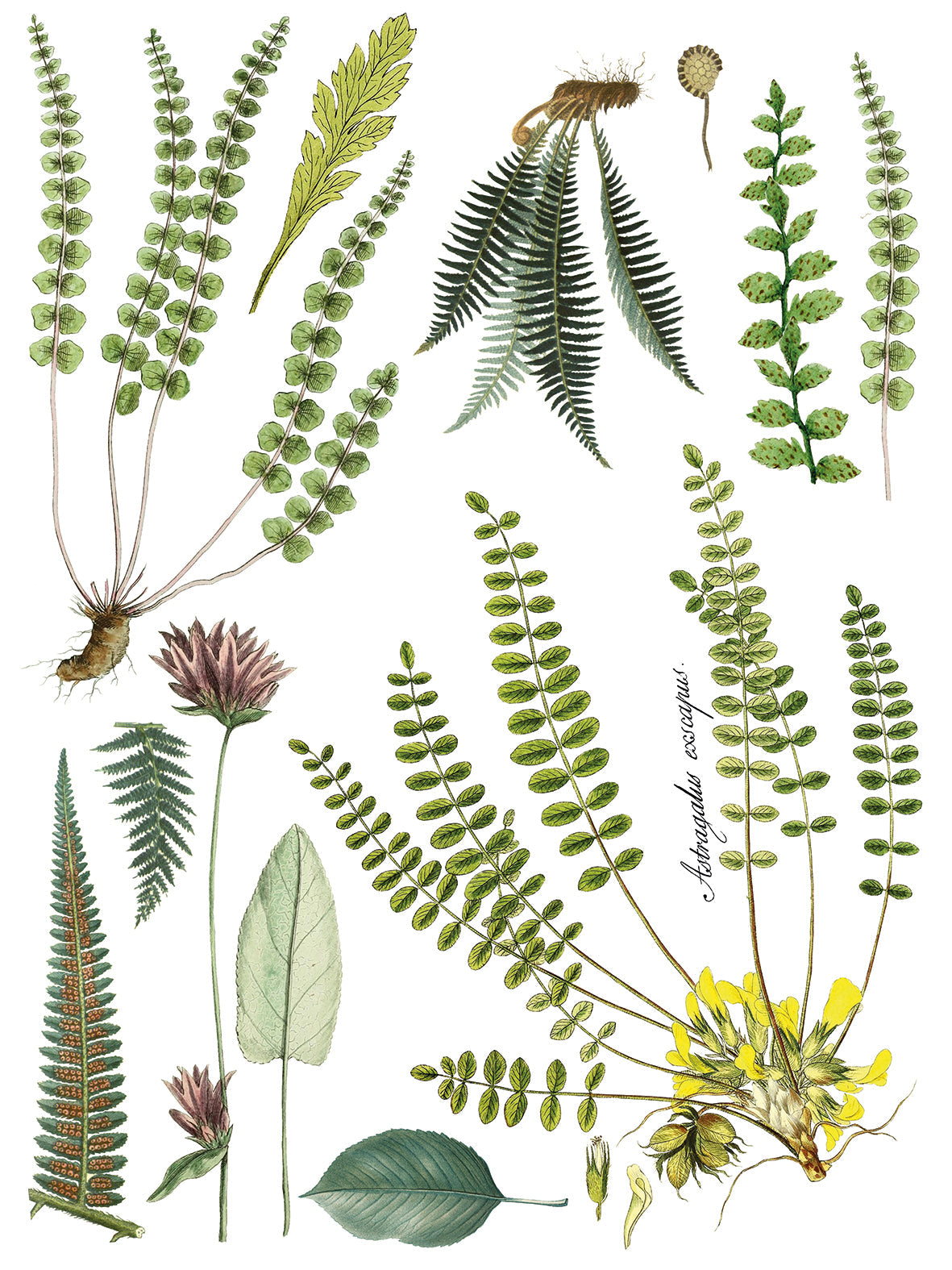 Fronds Botanical - IOD Transfer