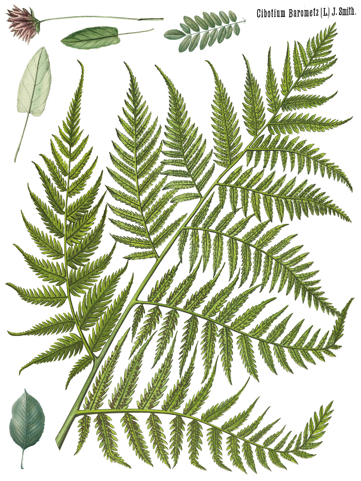 Fronds Botanical - IOD Transfer